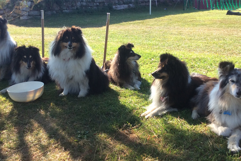 2018 Dog Friendly Best Camping / Caravanning Winner
