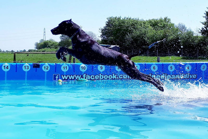 2018 Dog Friendly Best Day Out Winner