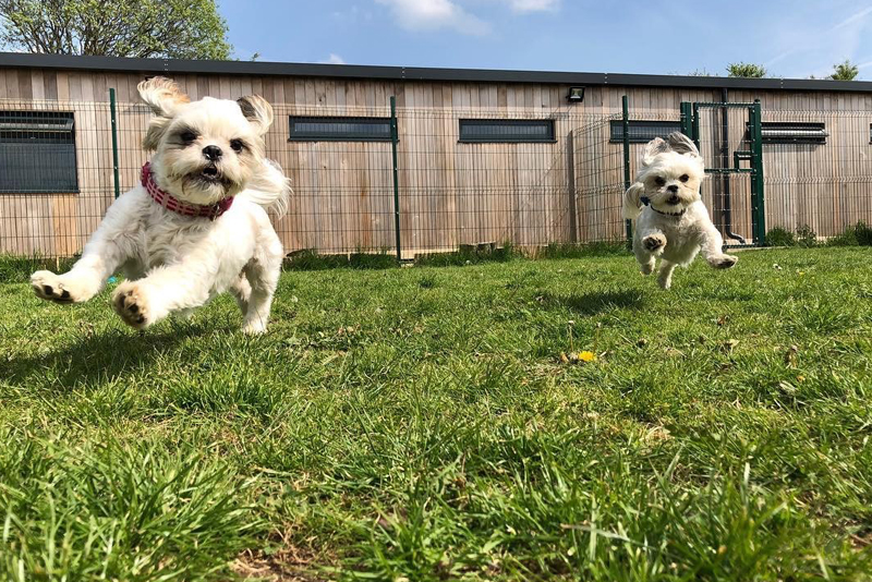 2018 Dog Friendly Best Kennels Winner