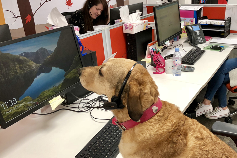 2018 Dog Friendly Best Large Employer Winner