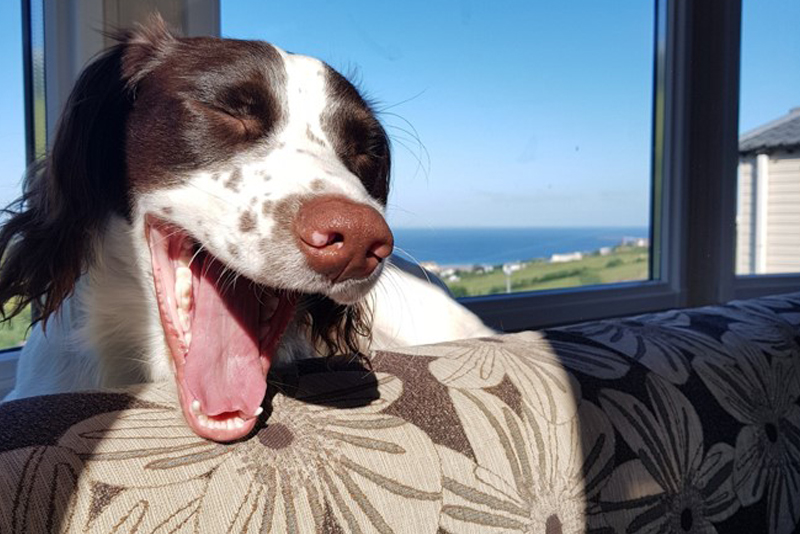 2019 Dog Friendly Best Camping / Caravanning Winner