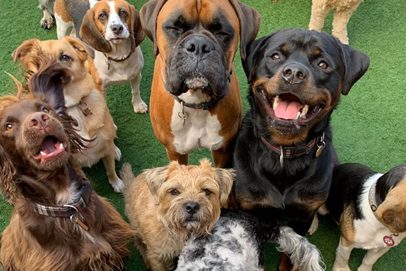 2019 Dog Friendly Best Sitters Winner