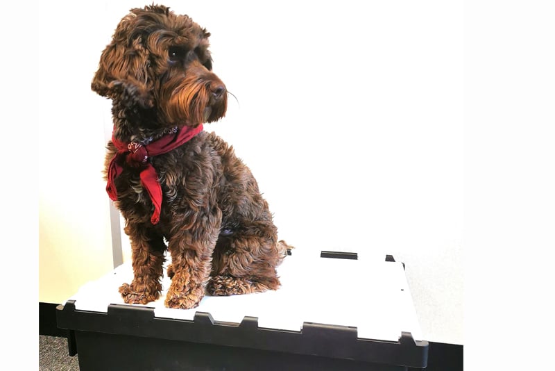 2019 Dog Friendly Best Small Employer Winner