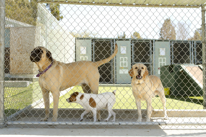 Rescue Shelters