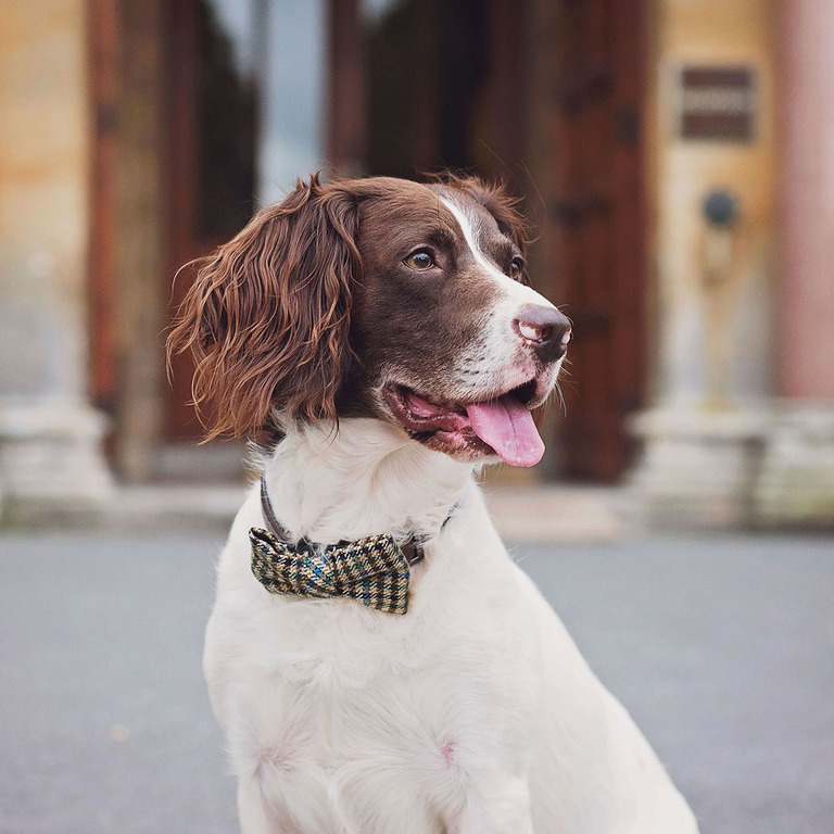 Dogfriendly Membership