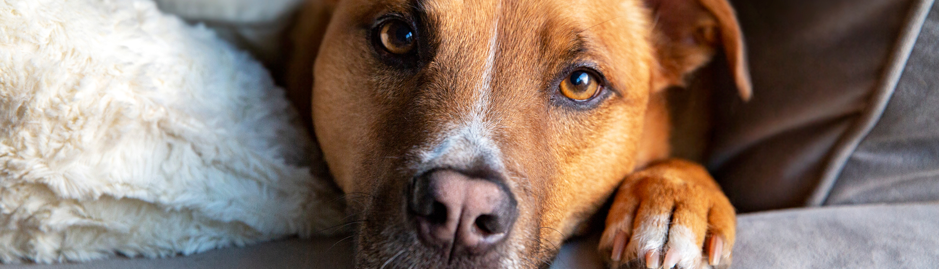 Search For Dog Friendly Places
