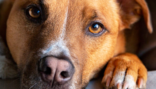 Dogfriendly Photo Competition 2019