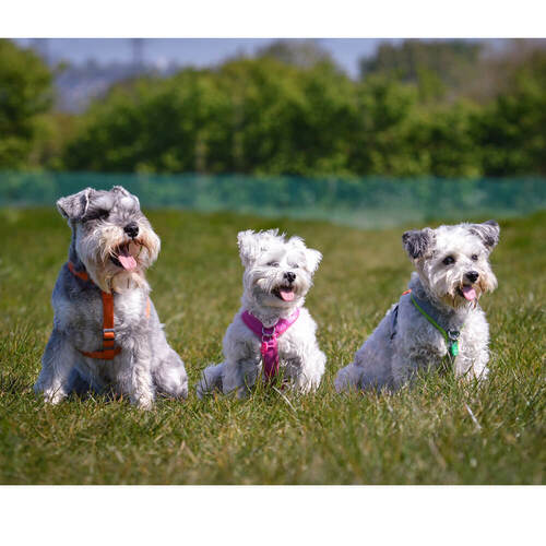 Baxter, Winnie, Fizzy