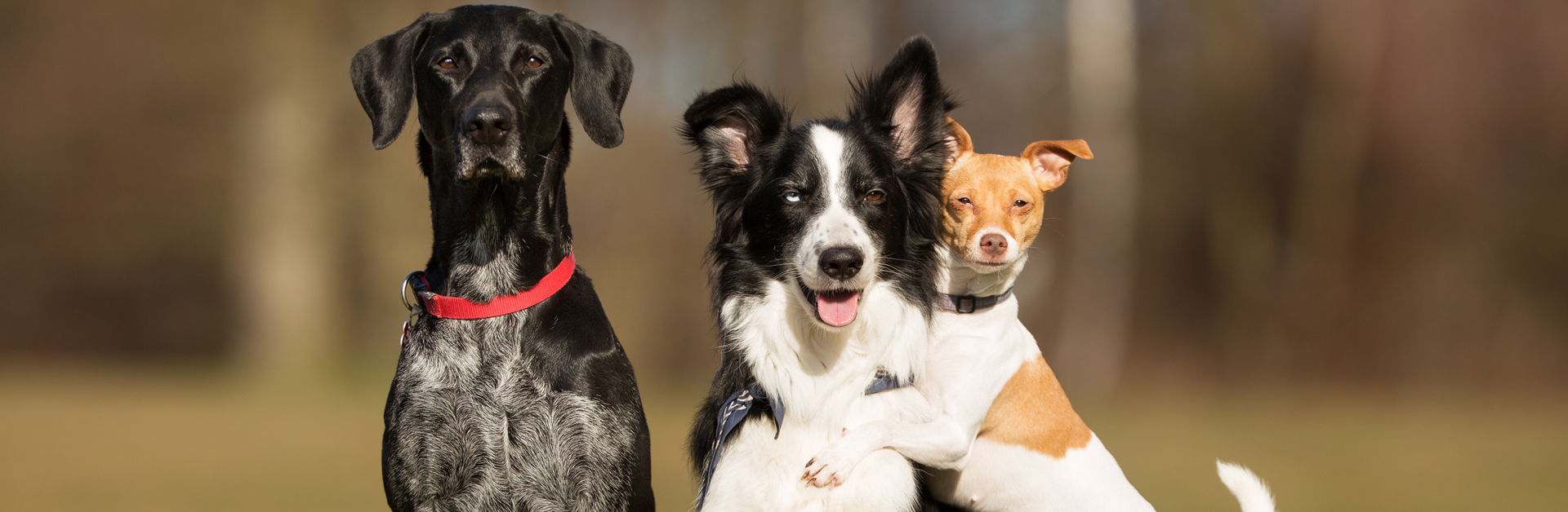 dog_products_header_image