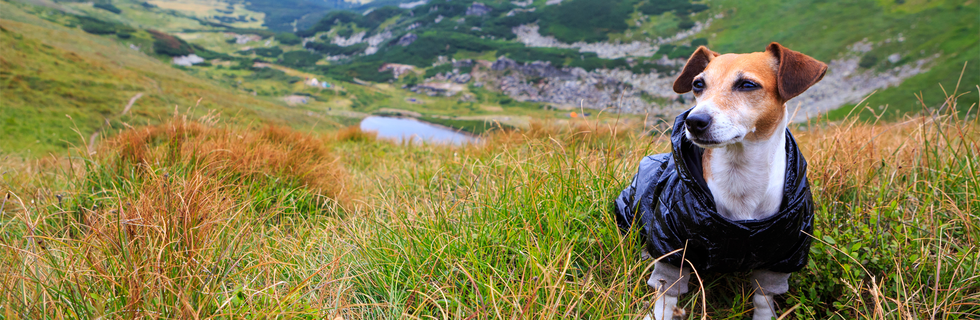 DOG WALKING BOOKS HEADER