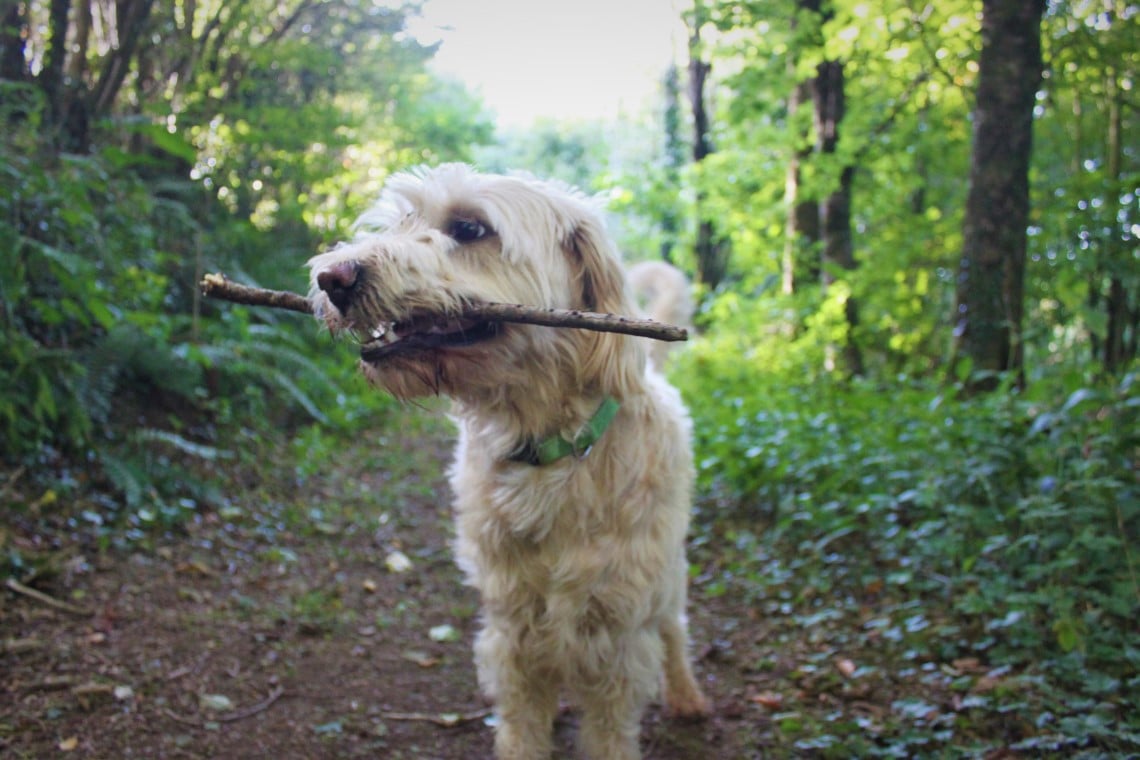 Woodland Cottages Dog Friendly Cottages & Self Catering