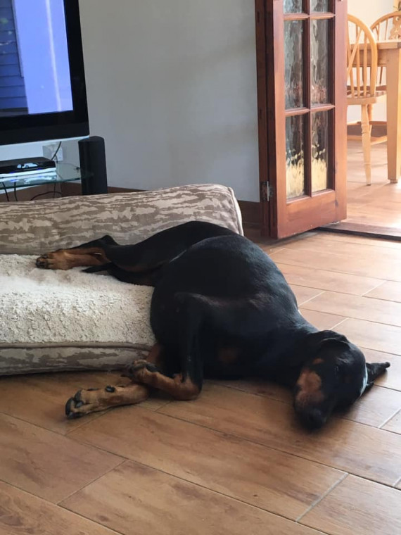 Pack Holidays Dog Friendly Cottages & Self Catering