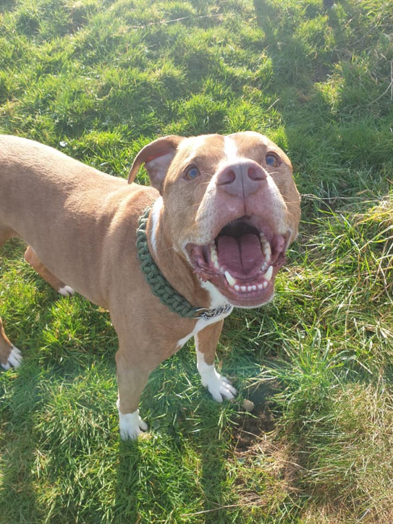 Gedrys sales farm kennels