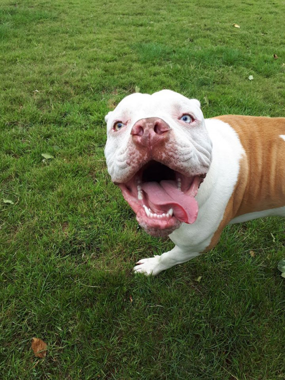 gedrys farm kennels