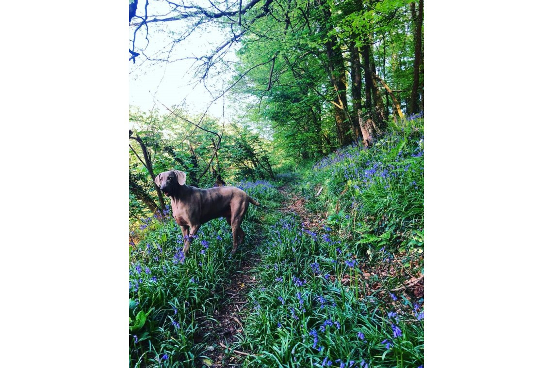 Sands Holiday Park Dog Friendly Camping
