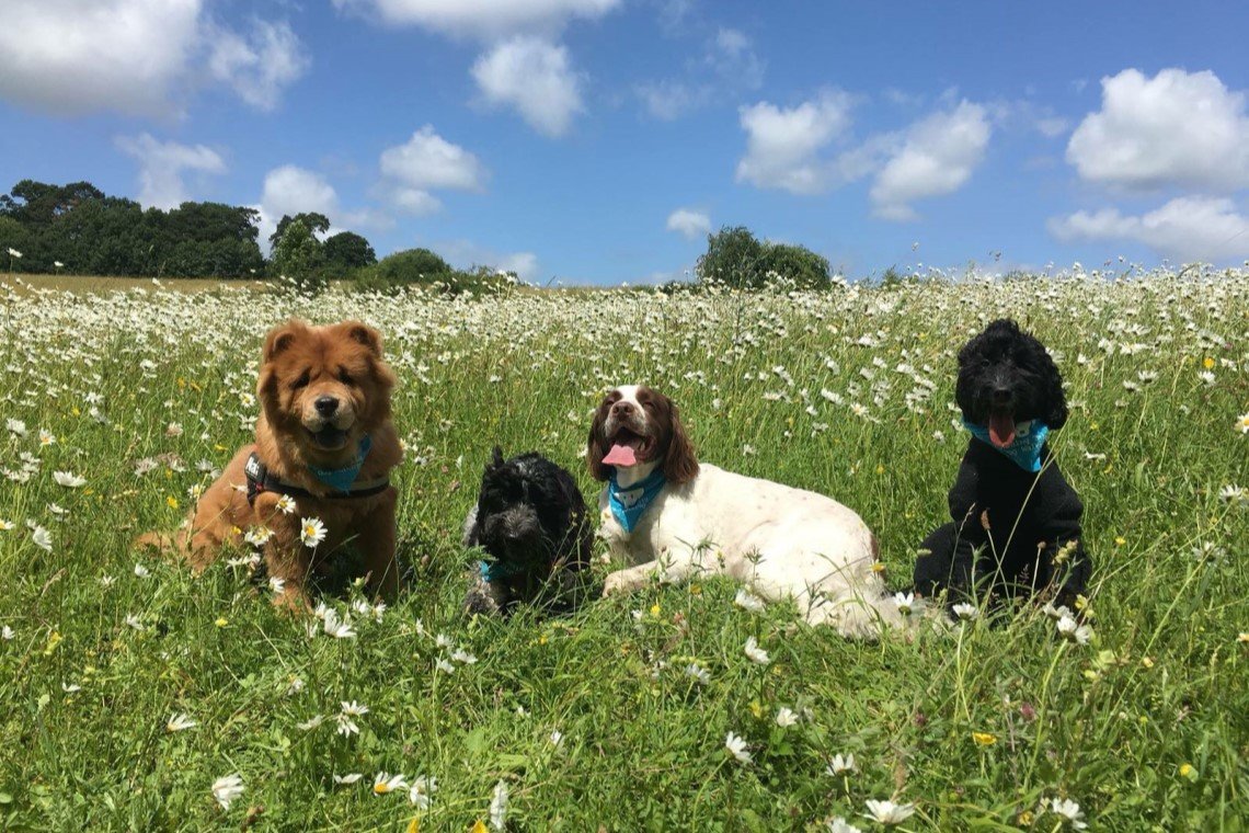 rossway dog training