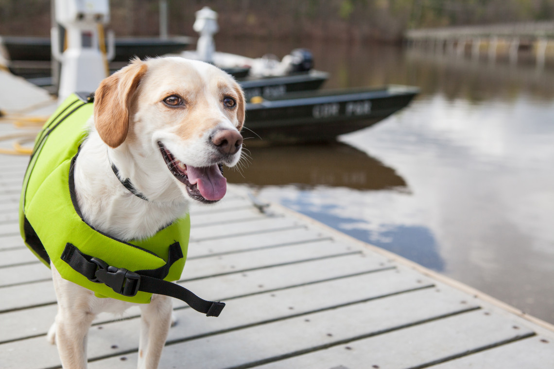 Waterways Holidays Monmouthshire and Brecon Canal Dog