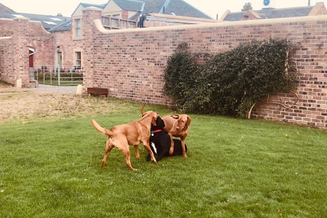 Stable Yard Cottage Dog Friendly Cottages Self Catering