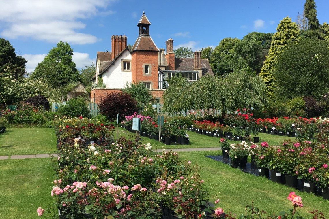 Black Birches Garden Centre Tea Room Dog Friendly Days Out