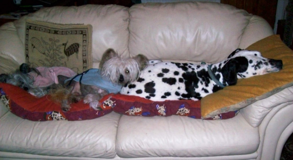 At home shop dog daycare
