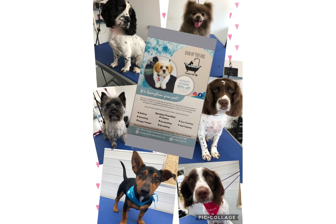 hair of the dog grooming