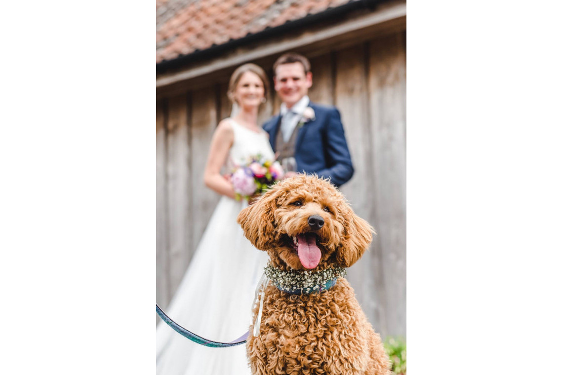 Short Legs Dog Care Dog Friendly Day Care Sitter Short Legs Dog Care Dog Friendly Day Care Sitter