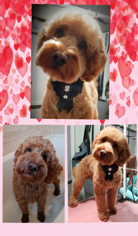 Cockapoo groomers shop near me