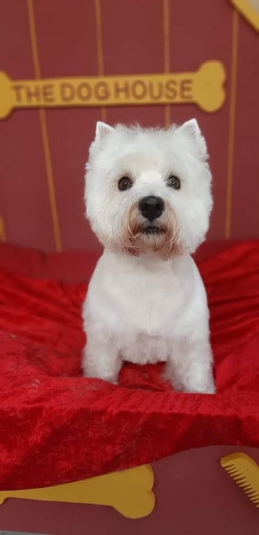 The Dog House - Dog Friendly Groomer