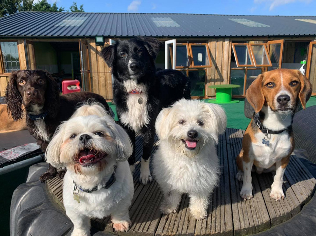 Four acres sales doggy day camp
