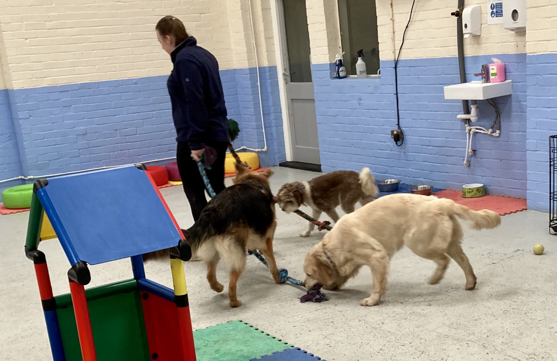 Tumblepups Dog Friendly Day Care & Sitter