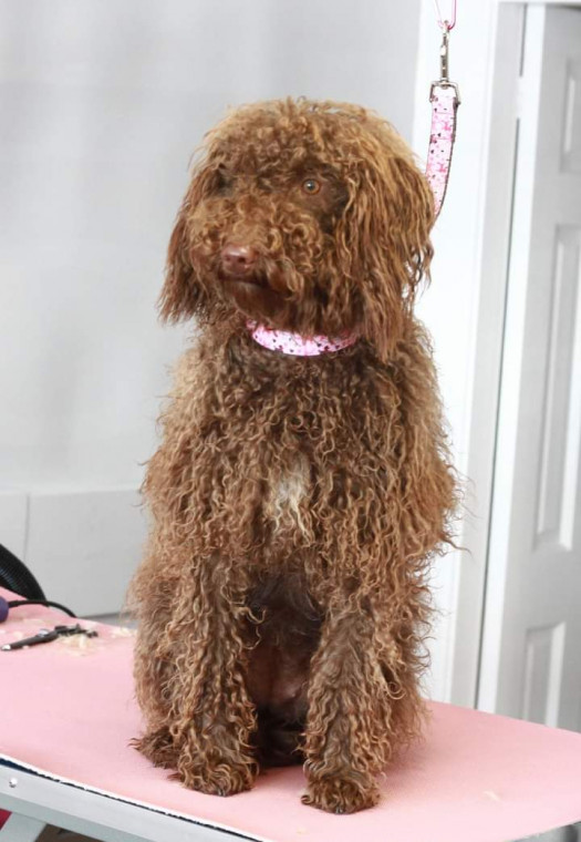 Waggy tails best sale mobile dog grooming