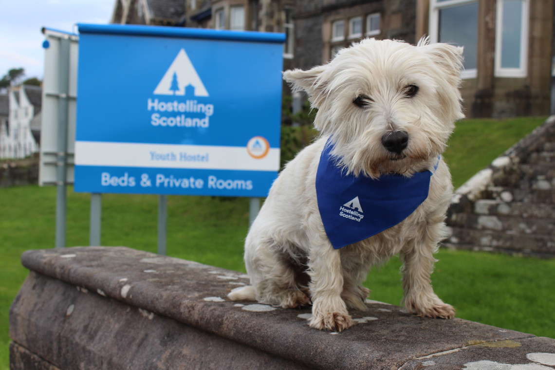 can dogs stay at youth hostels