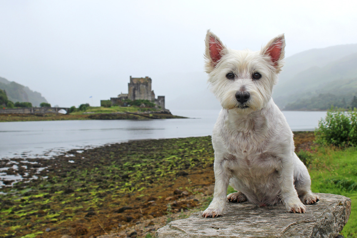 can dogs stay at youth hostels