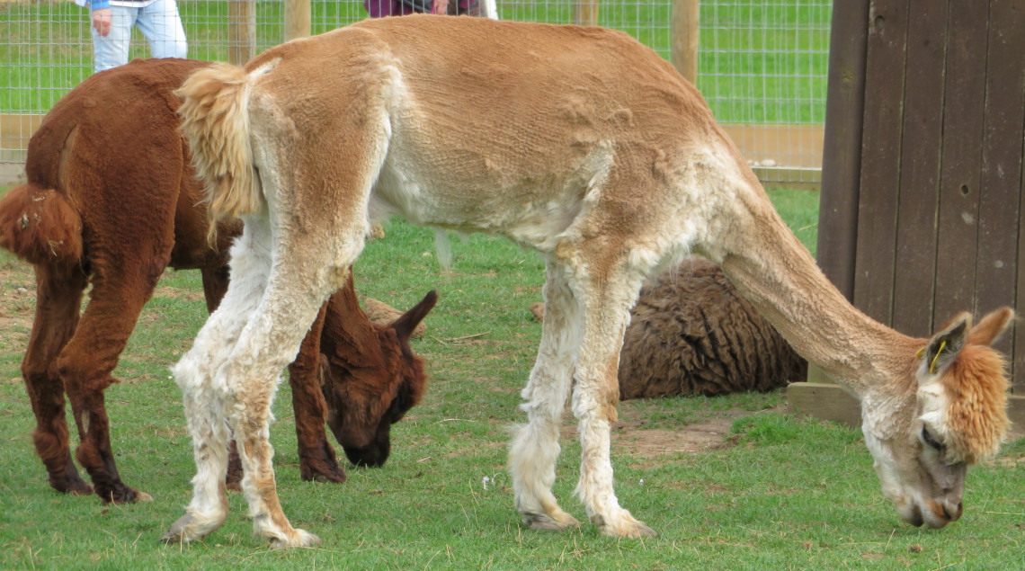 Filey Bird Garden & Animal Park - Dog Friendly Days Out Filey Bird Garden & Animal Park - Dog Friendly Days Out