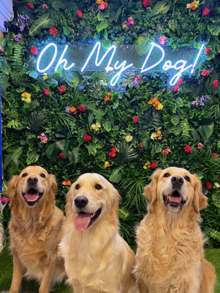 Oh my dog shop sale