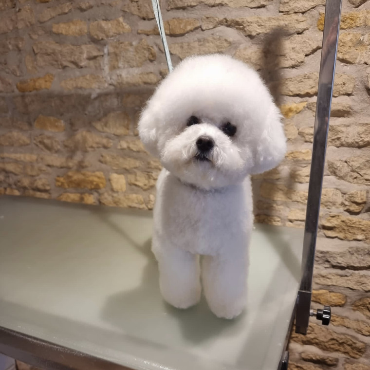 Best dog clippers sales for bichon frise uk