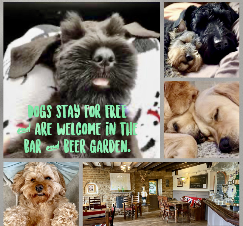 Dogs stay hot sale free hotels